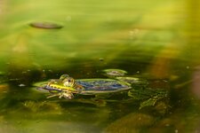 DSC02268-Verbessert-RR.jpg