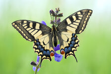 Schwalbenschwanz (Papilio machaon)_P2924719_2024-05-18.jpg