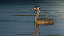 dslr-fp135.jpg