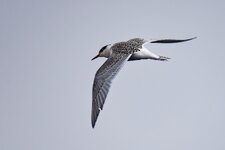 Jungvogel Antarktische Seeschwalbe.jpg