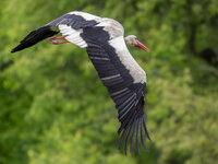 storch-2.jpg