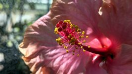 PXL_20240517 Blüte Hibiscus rosa-sinensis nah Bot. Garten 2024 1920.jpg