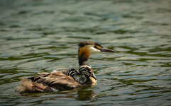 dslr-fp137.jpg