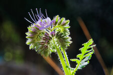 DSCF1133CC.jpg