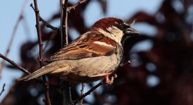 Sparrow.jpg