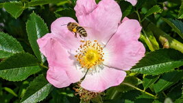 PXL_20240524 Biene beim Abflug Hagebutte Arboretum 2024 1500+ original.jpg