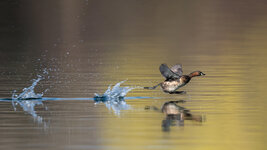 dslr-fp140.jpg