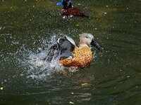 Zoo-KA_2024_495.jpg