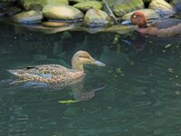 Zoo-KA_2024_465.jpg