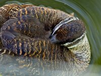 Zoo-KA_2024_473.jpg
