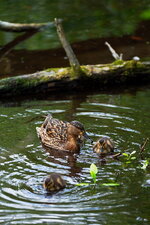 3enten.JPG