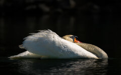 dslr-fp152.jpg