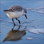 Sanderling-7D2-0676-dslr.jpg