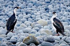 Blauaugenscharbe.jpg