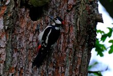 DSCF5423.JPG