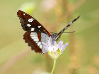 AN210137-1.jpg