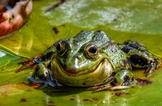 DSC00881 Frosch-König Botanischer Garten 2023 maps 1500.jpg