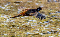 Fasan-7D2-1369-dslr.jpg
