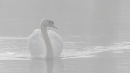 dslr-fp155.jpg