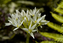 BL 748b klein.jpg