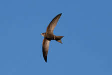 R46A7405-CR3-001.jpg