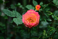 XT5A0638-Bx2.jpg