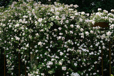 XT5A0630-Bx2.jpg