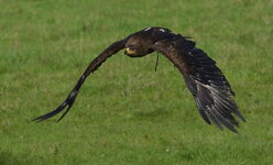 DSC_9161 Steppenadler a.jpg