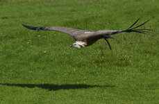 DSC_9214 Zwerggänsegeier a.jpg