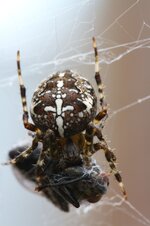 Kreuzspinne Kopie.jpg