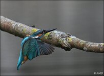 c_DSC_2698.jpg