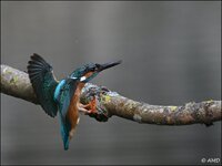 c_DSC_2699.jpg