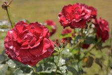 Rosenblätter_2601_001.JPG