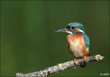 c_DSC_2934.jpg