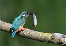 c_DSC_2972.jpg