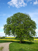 G10D6977.jpg