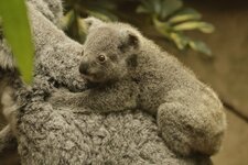 koala10.jpg