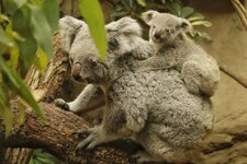koala9.jpg
