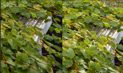 14mm-Ecke-f8-FULL.jpg
