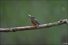 c_DSC_3142.jpg