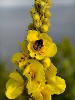 Verbascum_Hummel.jpg