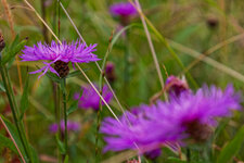 BQ4A4985_1.jpg
