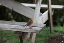 comp_IMG_2393.jpg