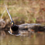 Ente-7D2-3064.jpg