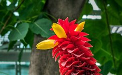 PXL_20240701 Red Tower Ginger Costus barbatus Blüte Bot. Garten 2024 1920.jpg