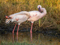 flamingo.jpg