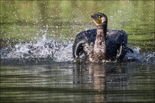 Kormoran-5036-dslr.jpg