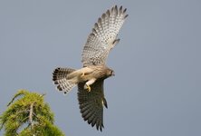 Falke-2Vogel.jpeg
