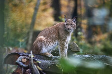 231119_Wildpark_Zürich164kl.jpg