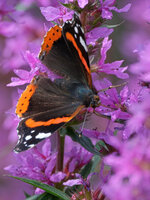 DSCH0352_jiDD.jpg